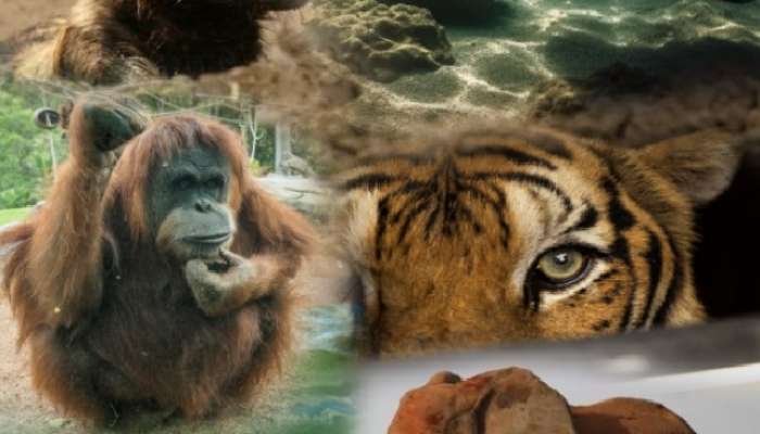 Animals likely to go extinct