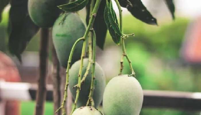 Mangoes Varieties in India: भारतात आंब्याचे किती प्रकार आहेत? जाणून घ्या