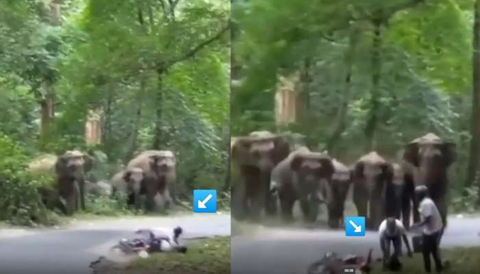 Viral News: हत्तींच्या कळपासमोरच दोघे बाईकवरुन खाली कोसळले; त्यानंतर हत्ती धावत आले अन्...: थरारक घटना