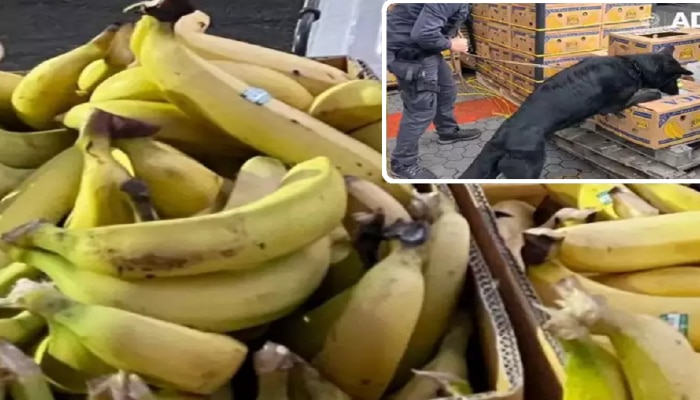 Viral Video : बंदरावर पोहोचलेल्या 70 टन केळी पाहून श्वान भुंकू लागला, कंटेनर उघडताच जे समोर आलं...
