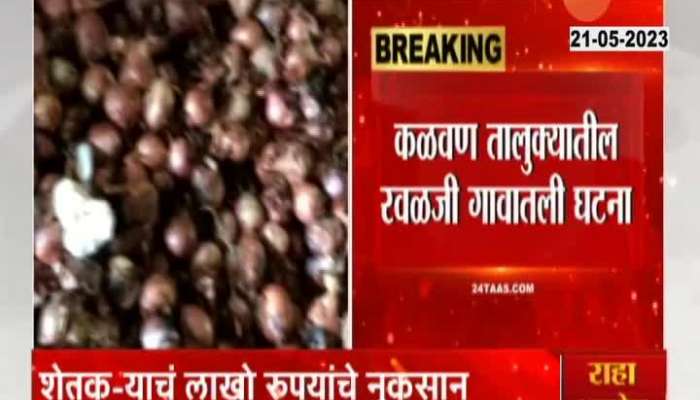 Nashik Quintals Of Onion Damage By Unknow