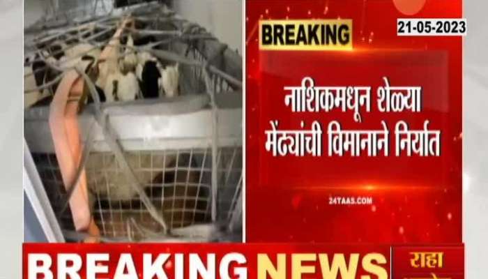  Export of goats and sheep from Nashik district to Gulf countries