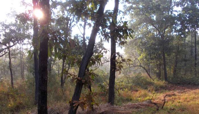 सरपण आणण्यासाठी गेलेल्या महिलेचा धक्कादायकरित्या मृत्यू; कुटुंबियांना करावी लागली अंतयात्रेची तयारी