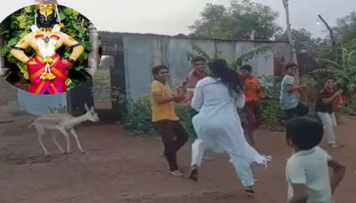  Viral : पांडुरंगाच्या भक्तीत तल्लीन झालेल्या हरणाचा Video पाहिलात का?