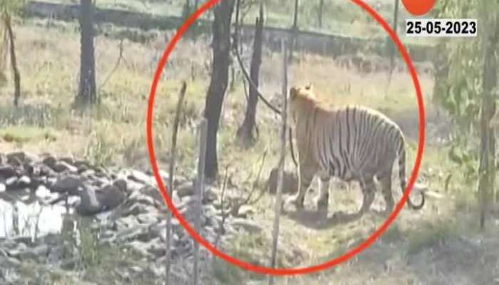 nagpur rajkumar Tiger viral video 