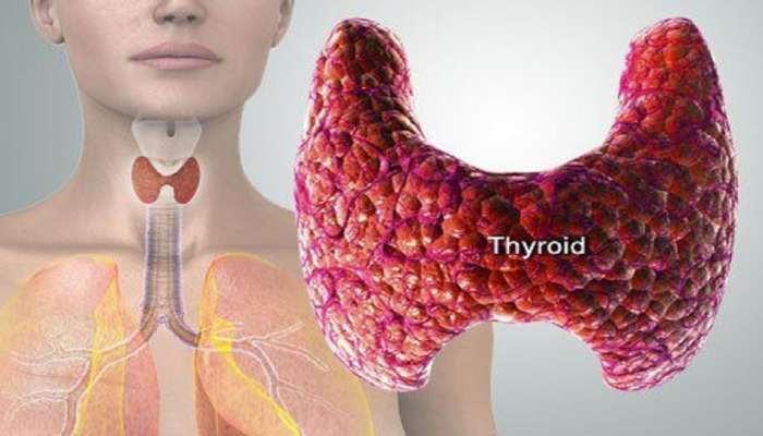Thyroid Symptoms : महिलांनो सावधान! &#039;ही&#039; लक्षणे देतात थायरॉईडचे संकेत, दुर्लक्ष टाळा अन् डॉक्टरांना भेटा