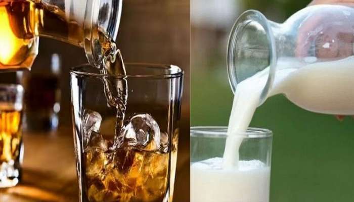 सावधान! 'या' प्राण्याच्या दुधात Whiskey, Rum पेक्षाही जास्त नशा...