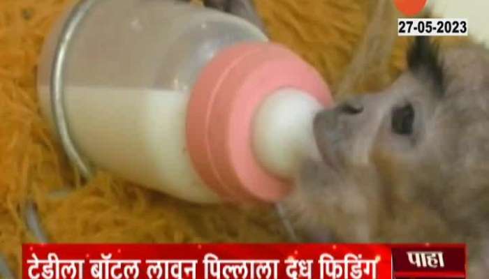 Milk feeding to monkeys child with the help of teddy in Wardha