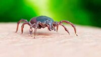 Powassan Virus: आता 'या' आजाराने वाढवली जगाची चिंता! एकाचा मृत्यू, काय आहेत लक्षणे?