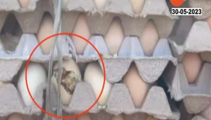 nagpur temperature increase eggs chicks hatch in van
