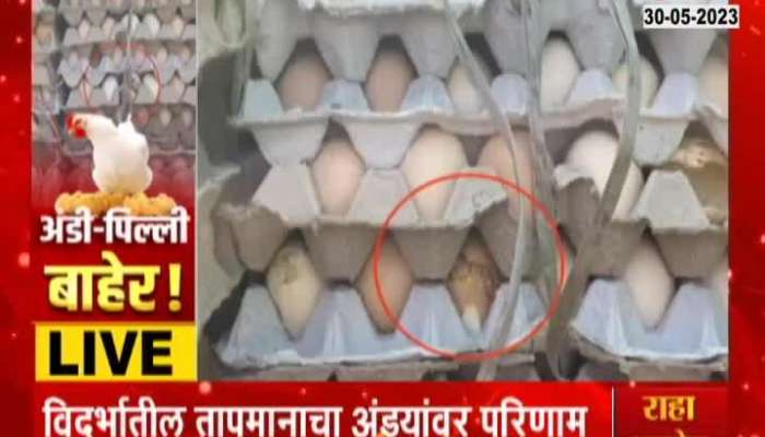 Hatching from eggs due to heat effect of temperature on eggs in Vidarbha