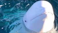 Photos : हेरगिरी करणाऱ्या रशियन Whale मुळे युरोपमध्ये खळबळ! 'व्लादिमीर'च्या शरीरावर.