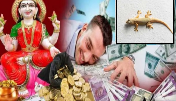 घरात 'या' ठिकाणी पाल दिसल्यास तुम्ही होणार श्रीमंत? तिजोरीही पडेल लहान