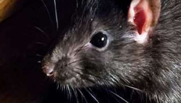 what are the home remedis of getting Rid of Rats 