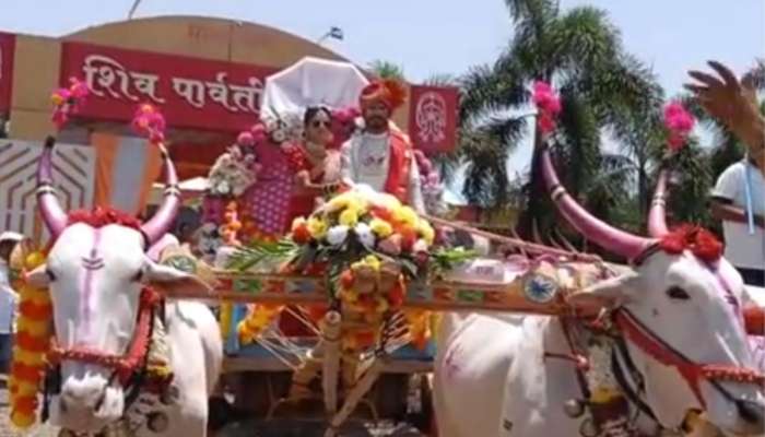 वावर हाय तर पॉवर हाय! रुबाबात बैलगाडी हाकत वऱ्हाड घेऊन निघाला नवरदेव