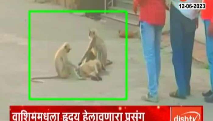 Monkeys try to save the life of an injured monkey in Washim