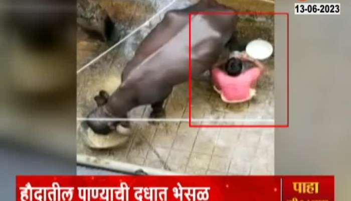 Dirt video viral in buffalo farm in Nashik