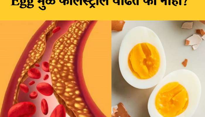 अंडी खाल्ल्याने Cholesterol वाढते की नाही? जाणून घ्या Egg चा आरोग्यावर कसा होतो परिणाम 