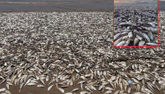 Viral Video समुद्रात उसळल्या मासळीच्या लाटा; किनारपट्टीवर हजारो मृत माशांचा खच