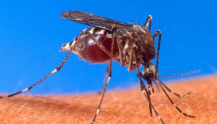 First Chikungunya Vaccine : मोठा दिलासा! चिकनगुनियावरील लस इतर संसर्गजन्य आजारांवरही प्रभावी  