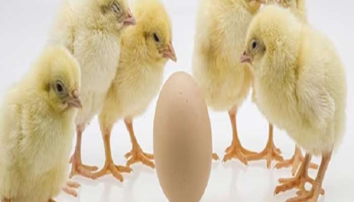 कोंबडी आधी की अंड? अखेर या जागतिक प्रश्नाचं उत्तर सापडलं; शास्त्रज्ञ उदाहरणासह म्हणाले... 