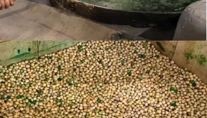 roasted green chickpeas making video in unclean water and oil see the full making process 