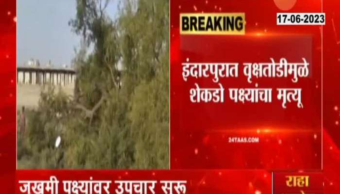 Thousands of bird died because of tree cutting in Indapur Pune