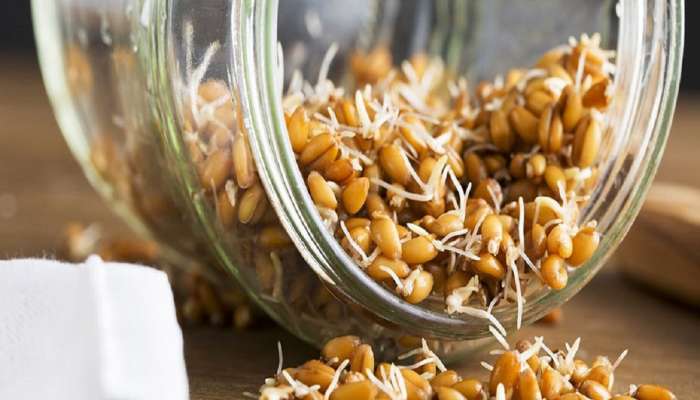 Sprouted Wheat: वाढते वजन, अपचनाची समस्या? मोड आलेले गहू खाऊन दिसेल फायदा