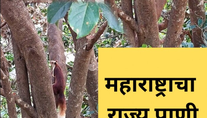 indian giant squirrel, indian giant squirrel in marathi, largest squirrel in india, indian name for squirrel, Maharashtra state animal, महाराष्ट्र, खारुताई, जायंट स्क्विरल, राज्य प्राणी 