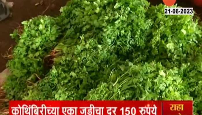 Vegetable Price Hike - Nashik Ground Report On Corriender Bunch Price Hike