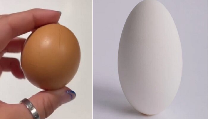 Viral Video : लाखात एक वर्तुळाकार अंड सापडल्यानं महिलेला भलताच आनंद; किंमत पाहून हैराण व्हाल