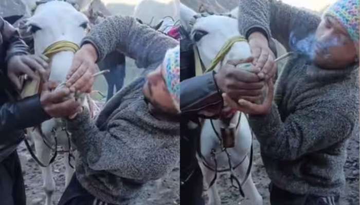 घोड्याच्या नाकात टाकले अमली पदार्थ! केदारनाथ यात्रेमधील धक्कादायक Video पाहून तुमचाही संताप होईल