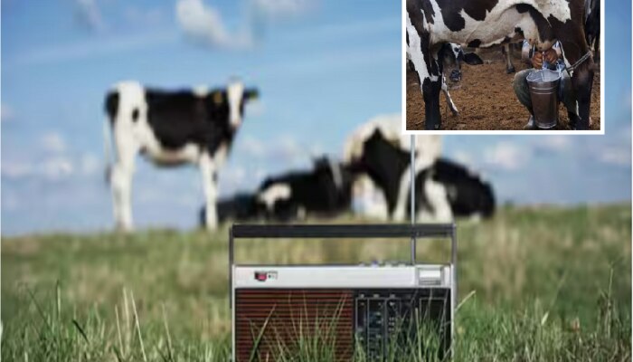 Viral News : आश्चर्यकारक! गाणी ऐकणाऱ्या गाई- म्हशी जास्त दूध देतात; संशोधनातून अफलातून माहिती समोर 