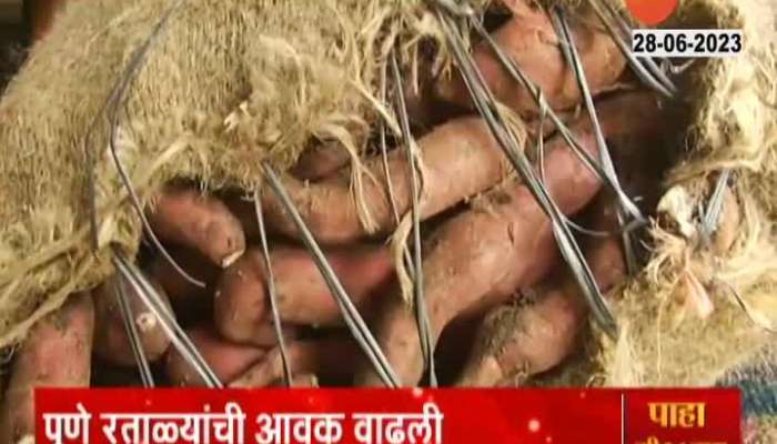 Sweet Potato Market rate collapsed a day before Ashadhi Ekadashi