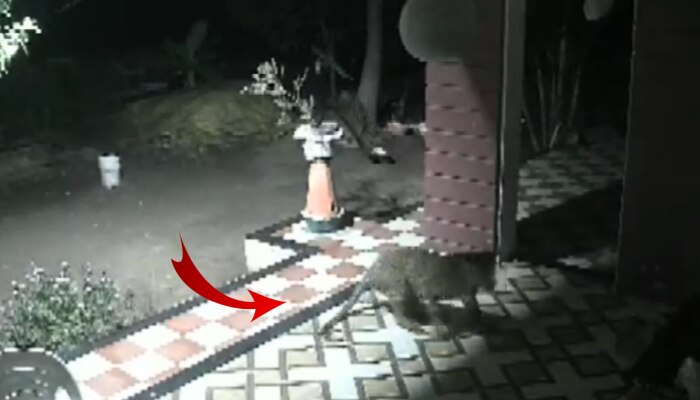 Viral Video: रात्री 2 वाजता घरात बिबट्याची एन्ट्री अन्...; धक्कादायक CCTV व्हिडिओ व्हायरल!