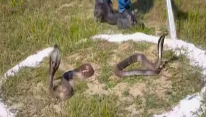 king cobra really afraid of salt video viral Internet trending today