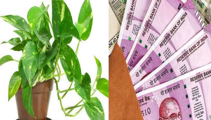 मनी प्लांट लावण्यापूर्वी  'हे' 1 काम करा?, घरातील तिजोरी भरेल पैशांनी !