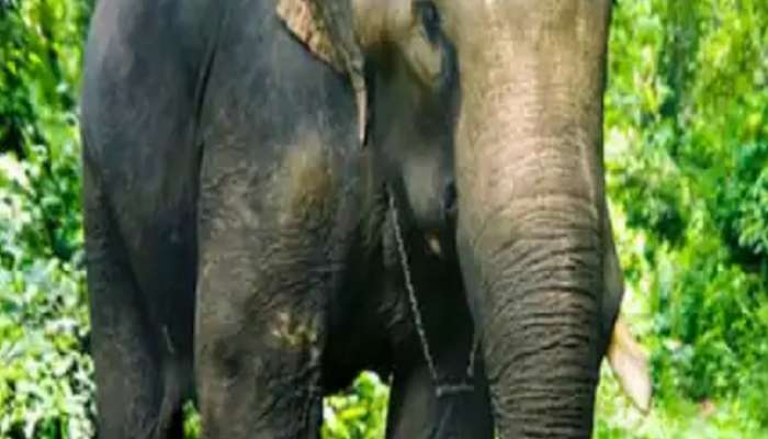 general knowledge why do elephants have long ears here is the scientic reason