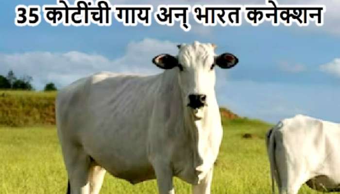 World Most Expensive Cow