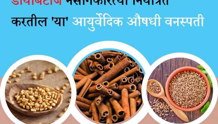 Diabetes Diet: हाय ब्लड शुगर लेव्हल?, नैसर्गिकरित्या नियंत्रित करतील &#039;या&#039; 3 आयुर्वेदिक औषधी वनस्पती 