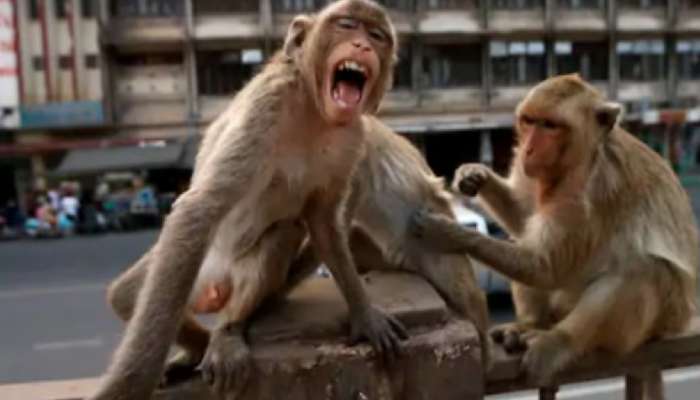 माकडीणीने खाल्ला स्वत:च्याच पिल्लाचा मृतदेह, दृष्य पाहून सारेच हादरले! कारण जाणून बसेल धक्का