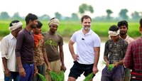 ट्रॅक्टर चालवला, भातलावणी केली; पवारांच्या भेटीनंतर राहुल गांधी थेट वावरात!