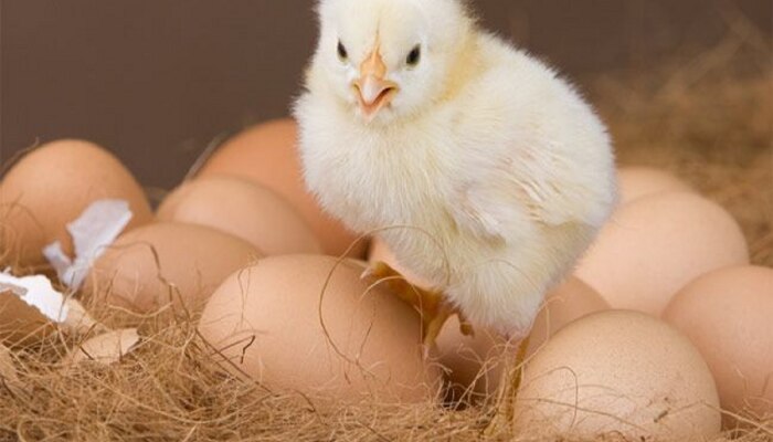 Interesting Fact : कोंबडी की अंड, जगात आधी कोणाची एंट्री? शास्त्रज्ञांना अखेर सापडलं चक्रावणारं उत्तर 