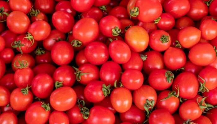 Tomatoes Price: सर्वसामान्यांसाठी आनंदाची बातमी! &#039;या&#039; दिवसापासून टोमॅटो होणार स्वस्त