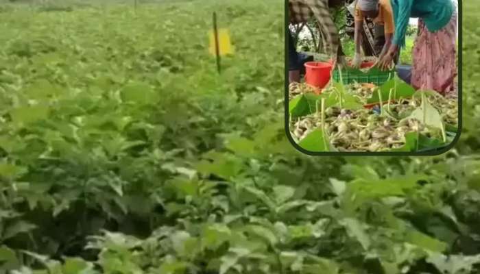  नांदेडच्या शेतकऱ्याने 30 हजारात पिकवली वांगी, 2 महिन्यात कमावले लाखो रुपये, 'हा' फॉर्म्युला चर्चेत