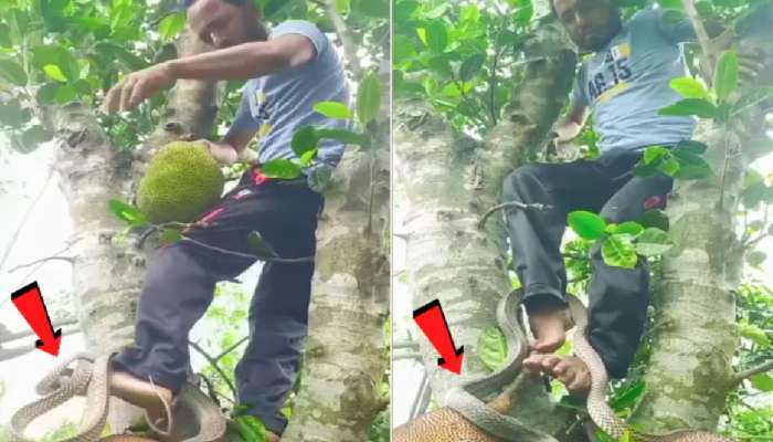 फणस काढायला झाडावर चढला अन् सापाने पायाला वेटोळा मारला; पाहा थरारक Video