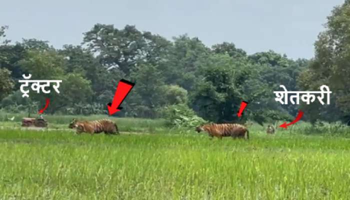 Viral Video: कोथिंबीरीच्या शेतात वाघ! शेजारचं शेत नांगरत होता शेतकरी मात्र...