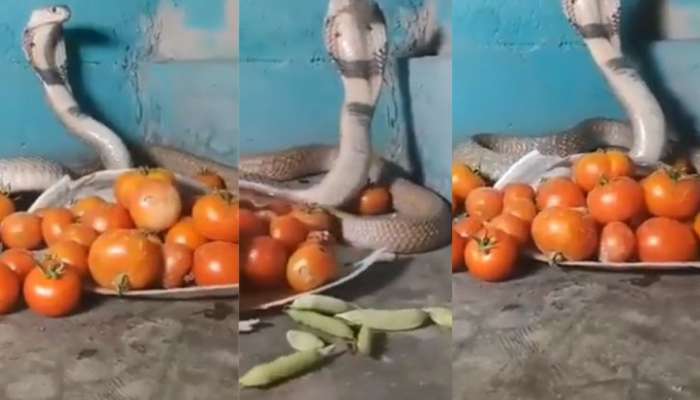 टोमॅटोच्या सुरक्षेत ठेवला किंग कोब्रा? व्हायरल व्हिडिओचं सत्य आलं समोर