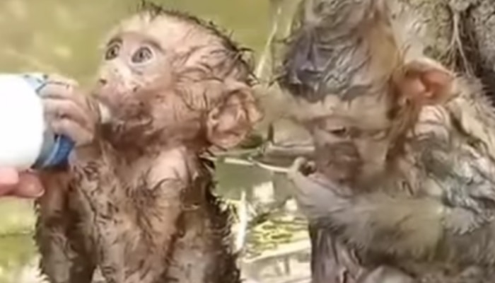 विधात्या एवढा निष्ठूर का? हृदय पिळवटून टाकणारा माकडांचा Video; तुमच्याही डोळ्यात येईल पाणी!