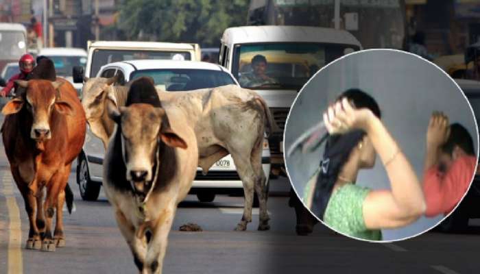 गुरं मोकाट फिरताना दिसल्यास मालकाला स्लीपरचे 5 फटके अन्...; सरपंचाचा नवा नियम, गावकऱ्यांचा मात्र विरोध